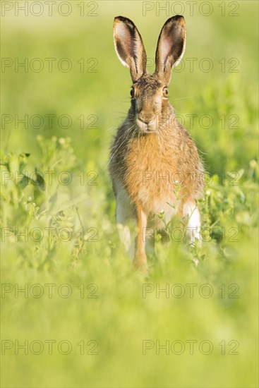 European hare