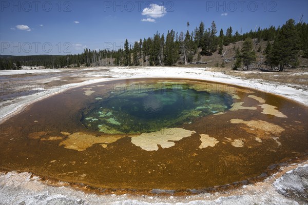 Beauty Pool