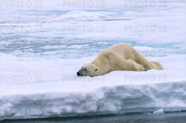 Polar bear