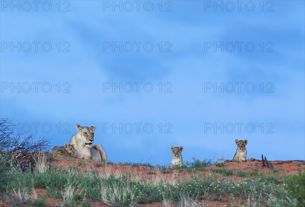 Lion
