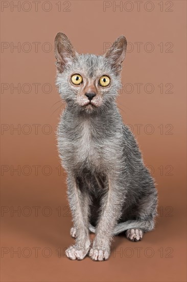 Werewolf cat