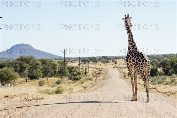 Northern giraffe