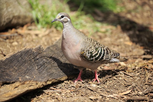 Common Bronzewing