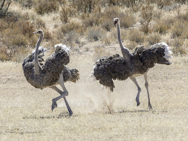 Ostriches