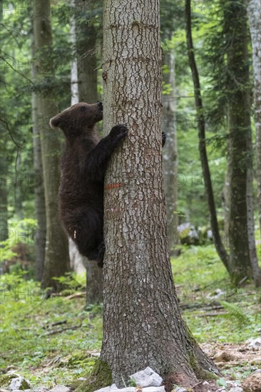 Brown bear