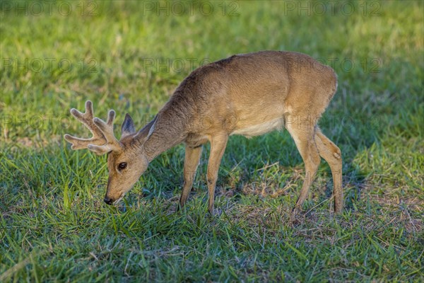 Pampas deer