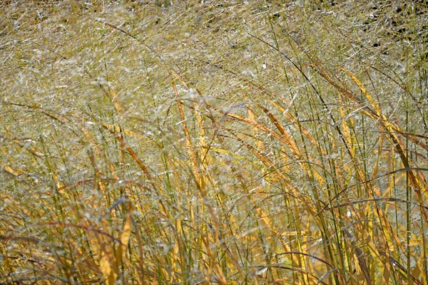 Switchgrass