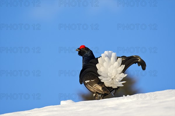 Black grouse