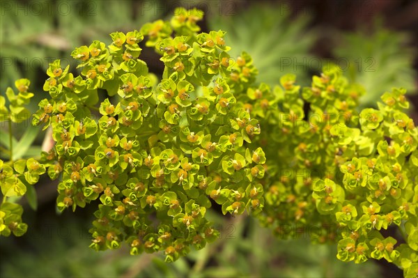 Flowering Siberian spurge