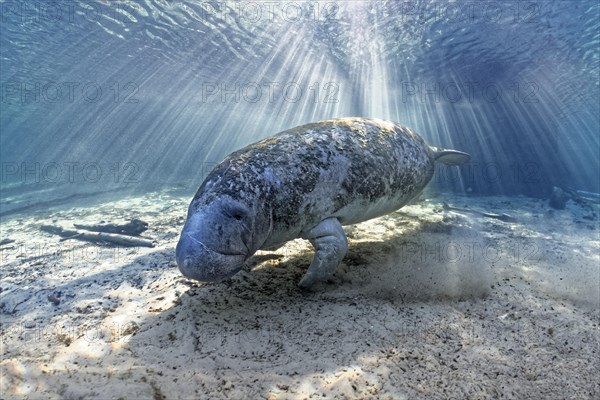 West Indian manatee