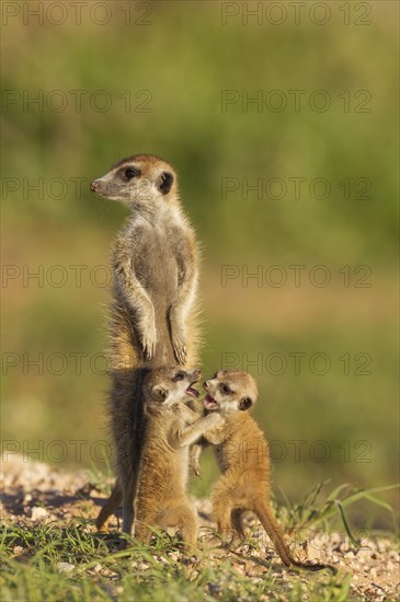 Suricates