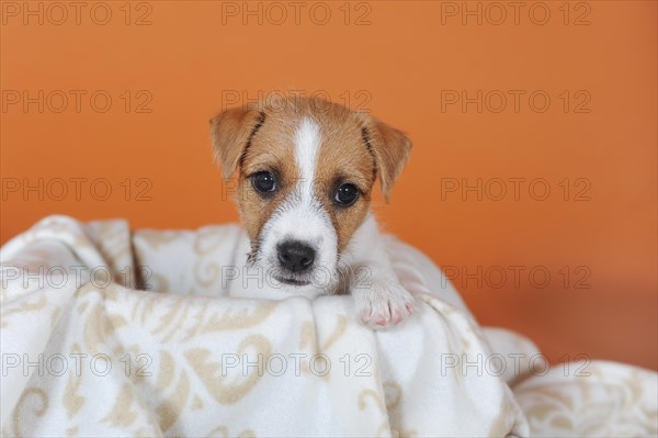 Parson Russell Terrier