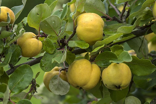 Ripe apple Quinces