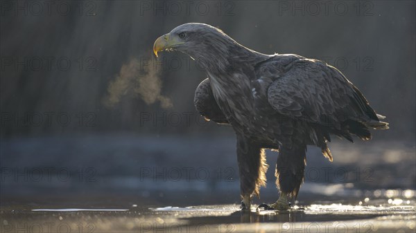 White-tailed eagle