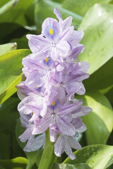 Water hyacinth