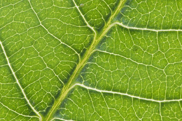 Net-like leaf veining
