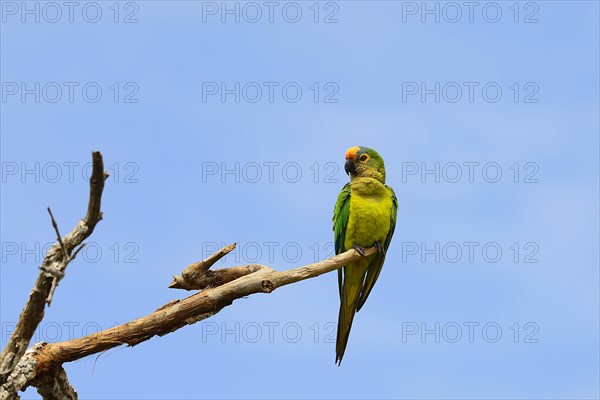 Peach-fronted conure