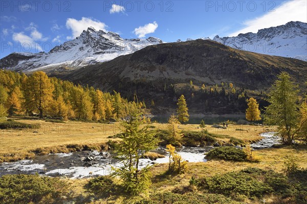 Larch forest in autumn