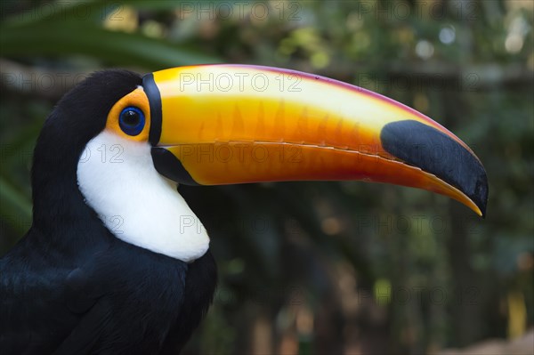 Toco Toucan