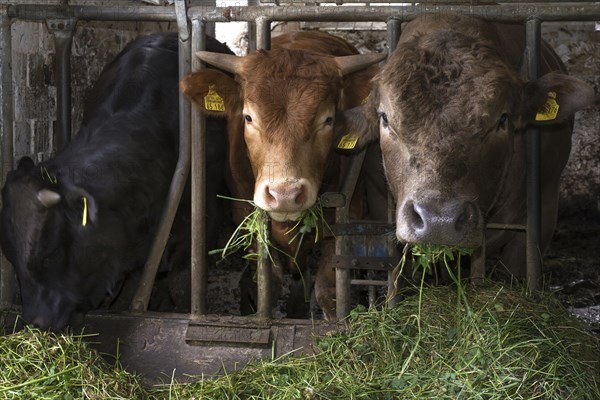 Young cattle