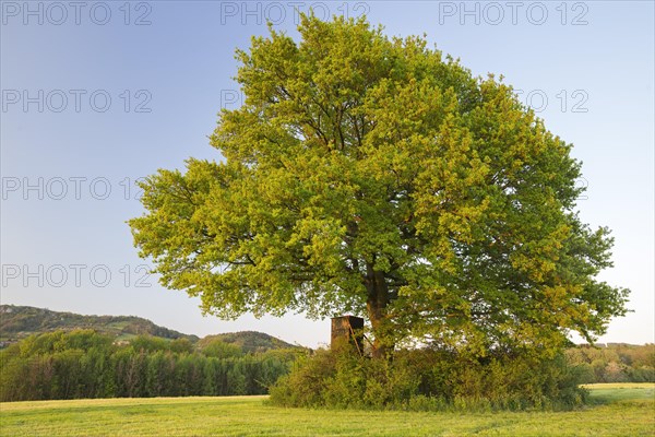 Old oak tree