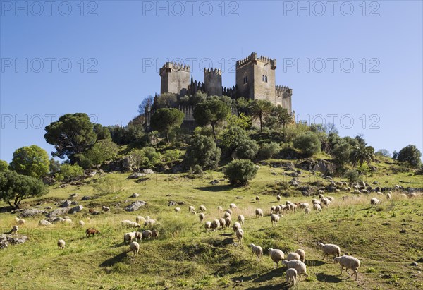 Castle of Almodovar del Rio with a flock of sheep