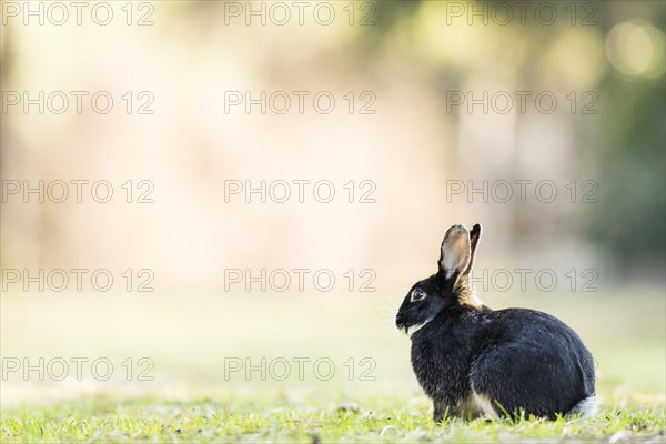Wild rabbits