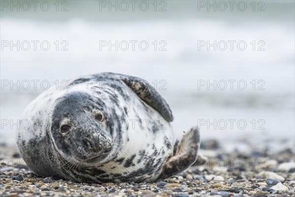 Grey seal