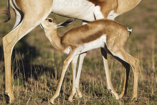Springboks
