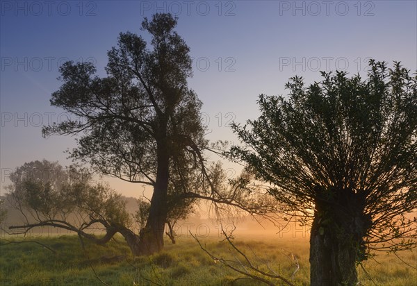Willows