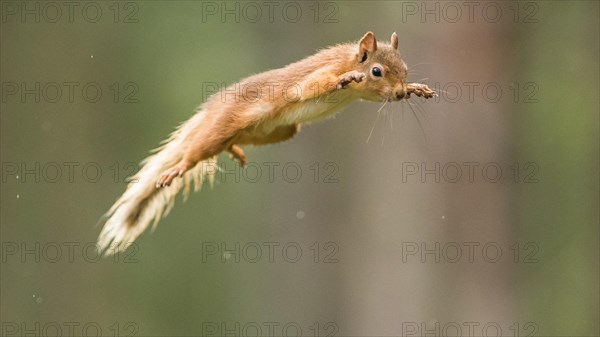 Eurasian red squirrel