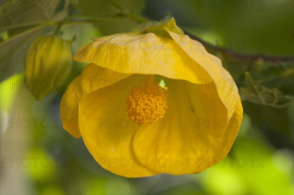 Yellow Indian mallow or velvetleaf