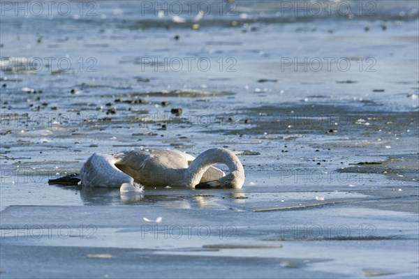 Dead juvenile Whooper Swan