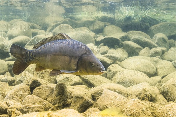 Mirror carp