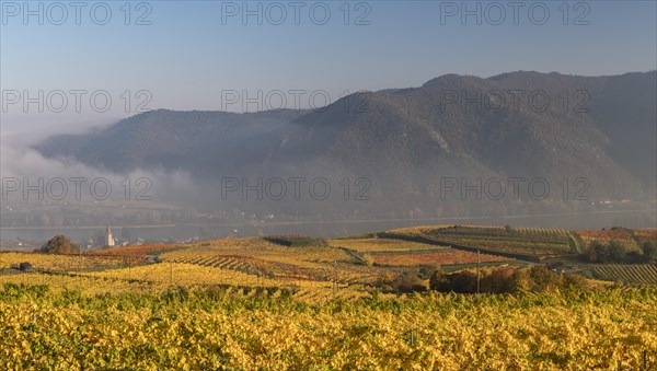 Autumnal vineyards