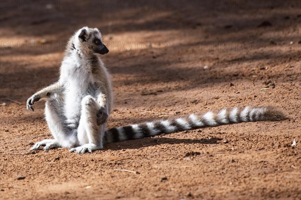 Ring-tailed lemur