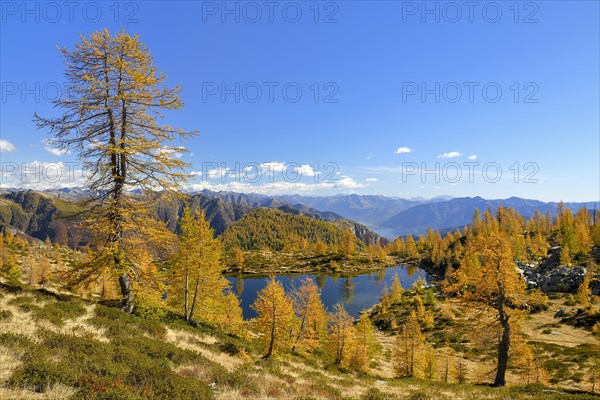Larches
