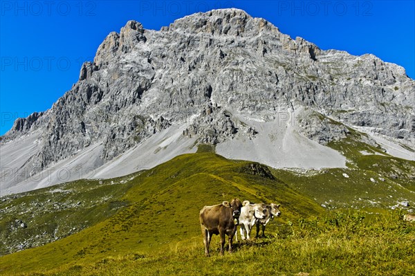 Cows on pasture