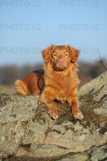 Nova Scotia Duck Tolling Retriever