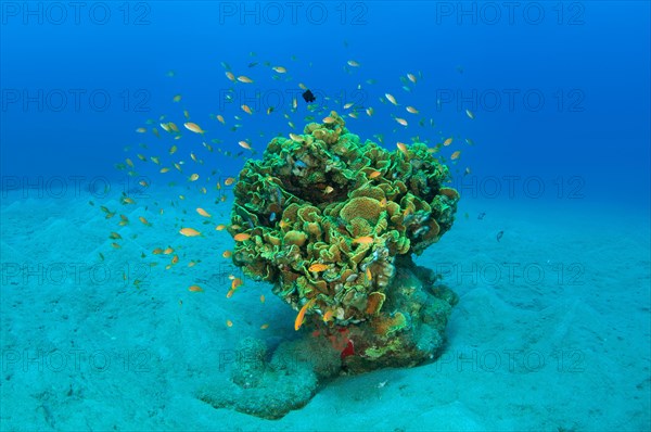 School of Longspine Anthias