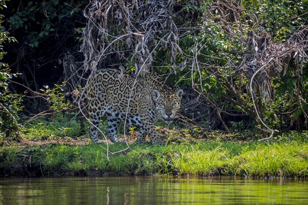 Jaguar