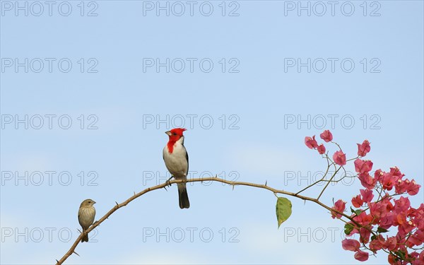 Red-crested Cardinal