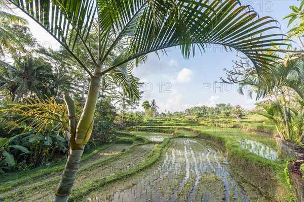 Rice terraces of Jatiluwih