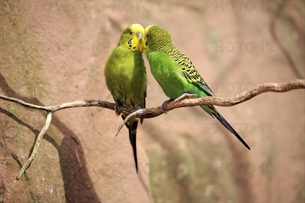 Budgies