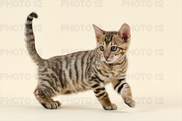 Breed cat Toyger