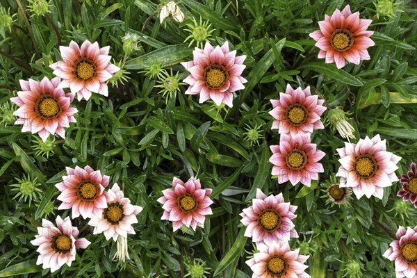 Midday flowers