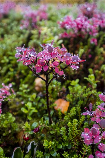 European blueberry