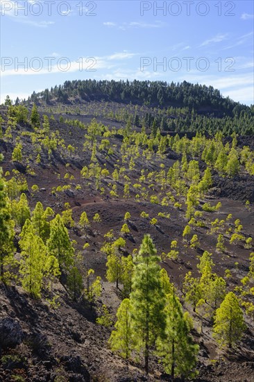 Canary pine