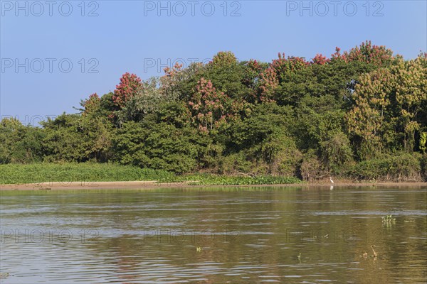 Cuiaba River with flowering Pink Ipe trees