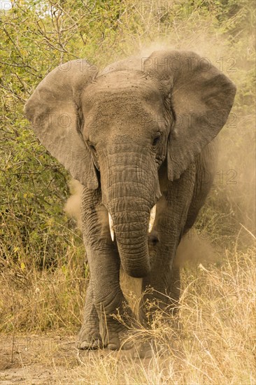 African elephant
